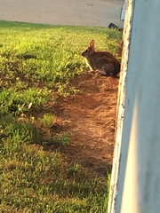 Sylvilagus floridanus