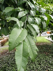 Brosimum alicastrum