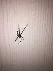 Latrodectus mactans