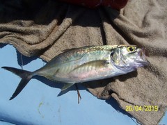 Caranx caballus