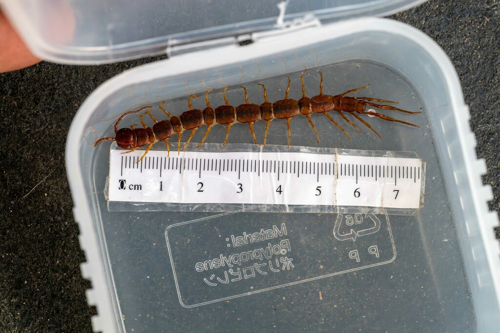 Pseudolithobius megaloporus