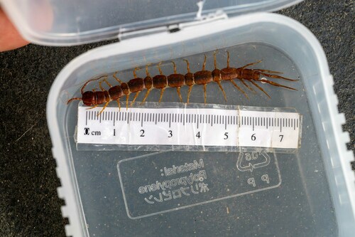Pseudolithobius megaloporus