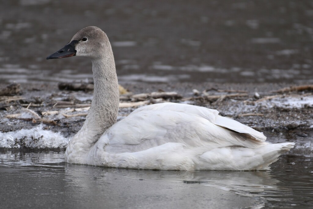 Tundra Swan From Rouge Beach, Scarborough, On, Canada On March 21, 2024 