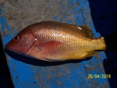 Lutjanus argentiventris