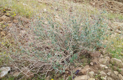 Pergularia tomentosa