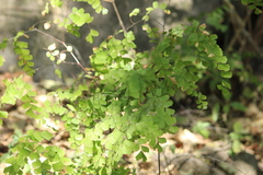 Adiantum amplum