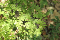 Adiantum amplum