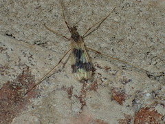 Erioptera venusta