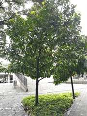 Calophyllum brasiliense