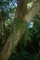 Asplenium flaccidum flaccidum