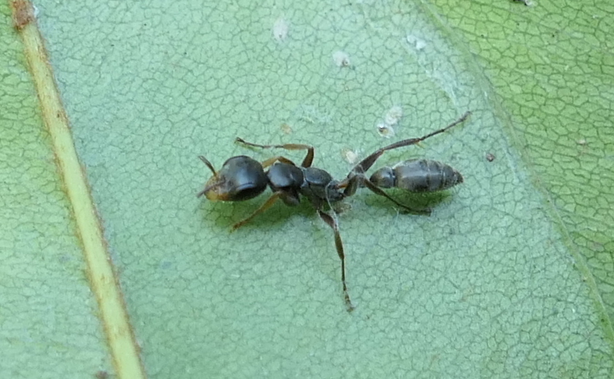 Gracilis-group Twig Ants from Zona rural de Paudalho - Pernambuco on ...