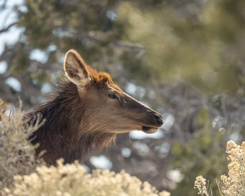 Elk photographed in Arizona