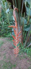 Heliconia vellerigera image