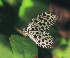 Idea lynceus