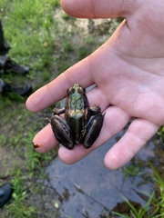 Lithobates sphenocephalus utricularius