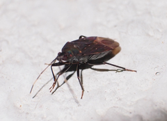Neolethaeus assamensis