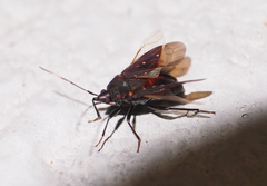 Neolethaeus assamensis