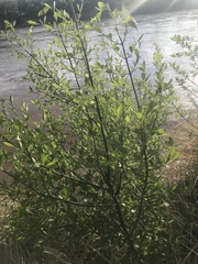 Forestiera pubescens pubescens