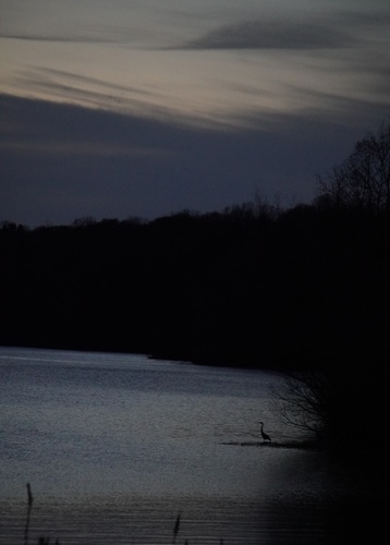 Great Blue Heron photographed in Ohio