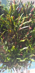 Codiaeum variegatum