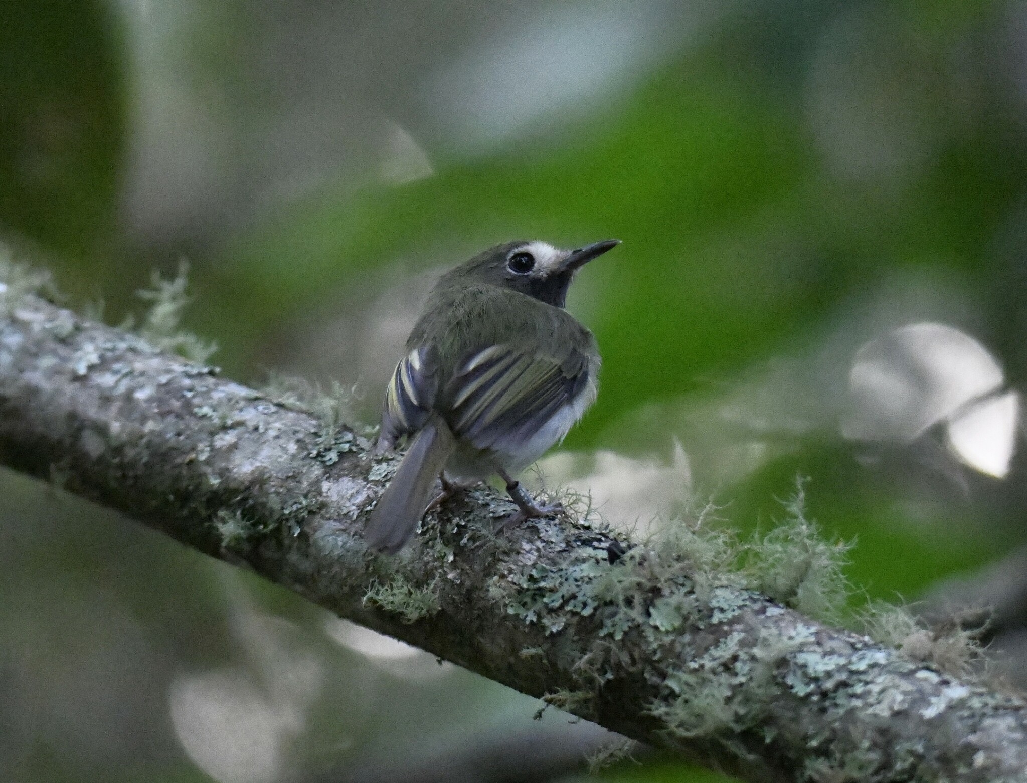 Black-throated Tody-Tyrant (Hemitriccus granadensis), photo 7