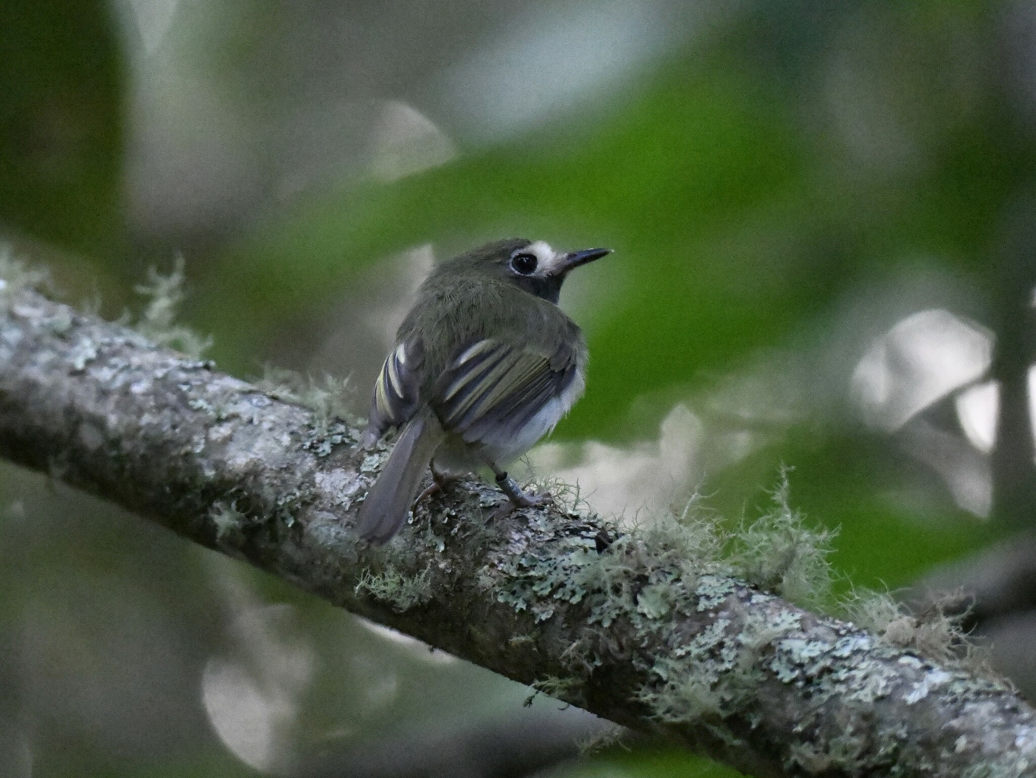 Black-throated Tody-Tyrant (Hemitriccus granadensis), photo 8
