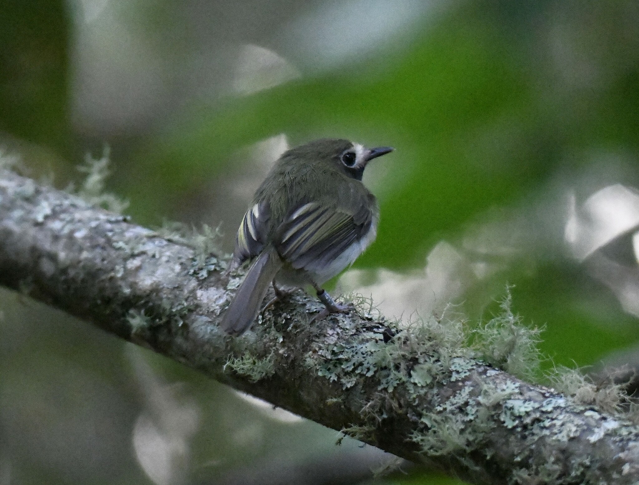 Black-throated Tody-Tyrant (Hemitriccus granadensis), photo 9