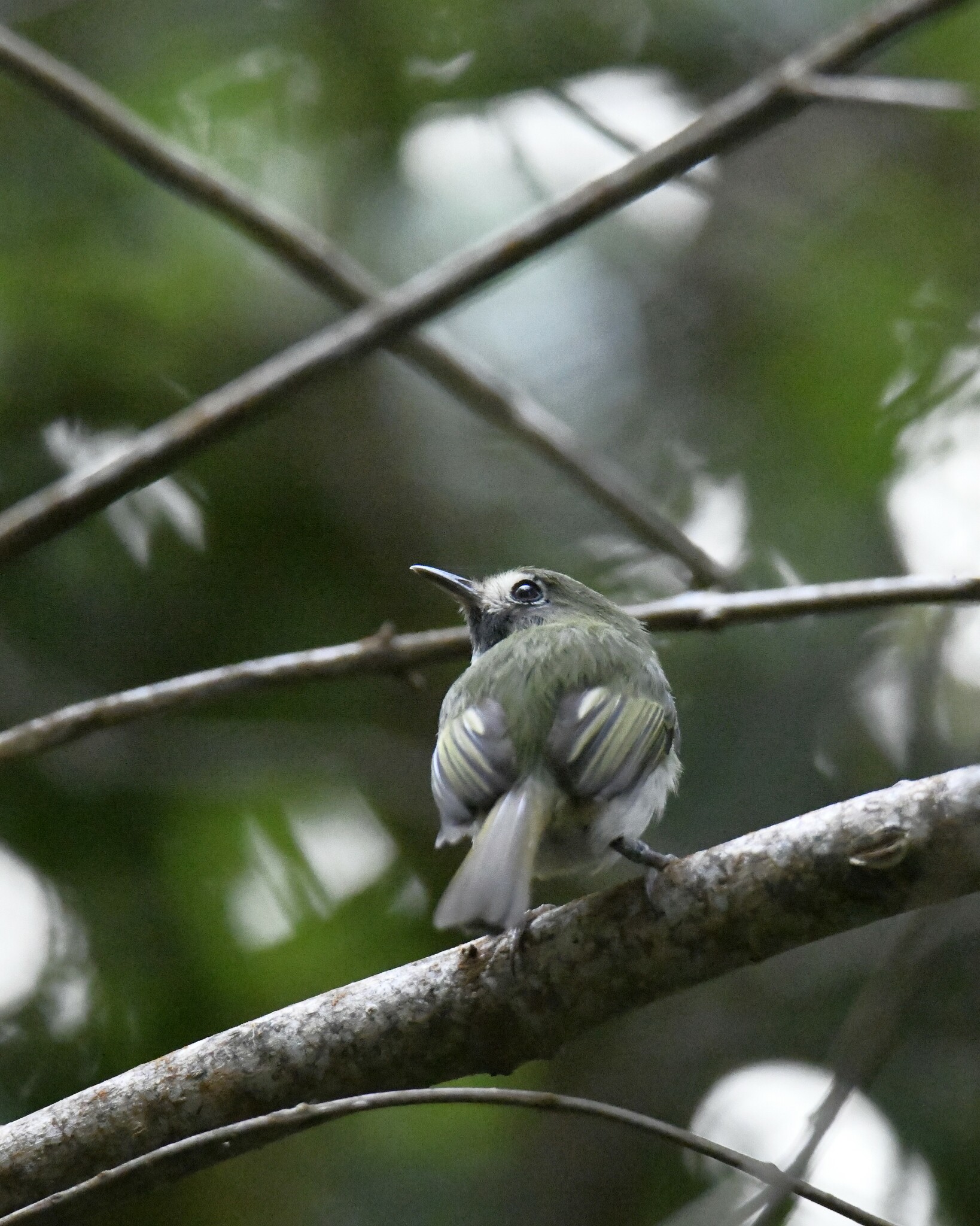 Black-throated Tody-Tyrant (Hemitriccus granadensis), photo 10