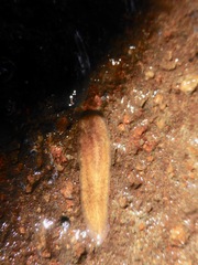 Notoplanidae