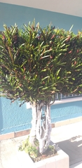Codiaeum variegatum