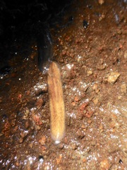 Notoplanidae