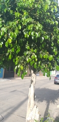 Ficus benjamina