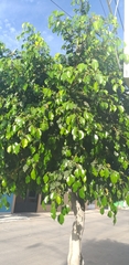 Ficus benjamina