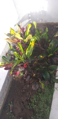 Codiaeum variegatum