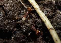 Strumigenys pilinasis