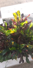 Codiaeum variegatum