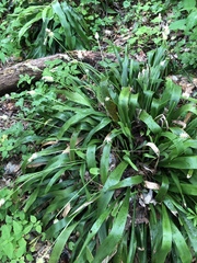 Carex fraseriana
