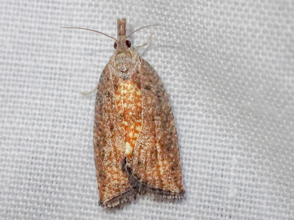 Capua leucostacta