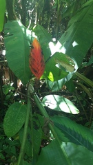 Heliconia episcopalis