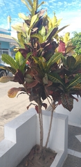 Codiaeum variegatum