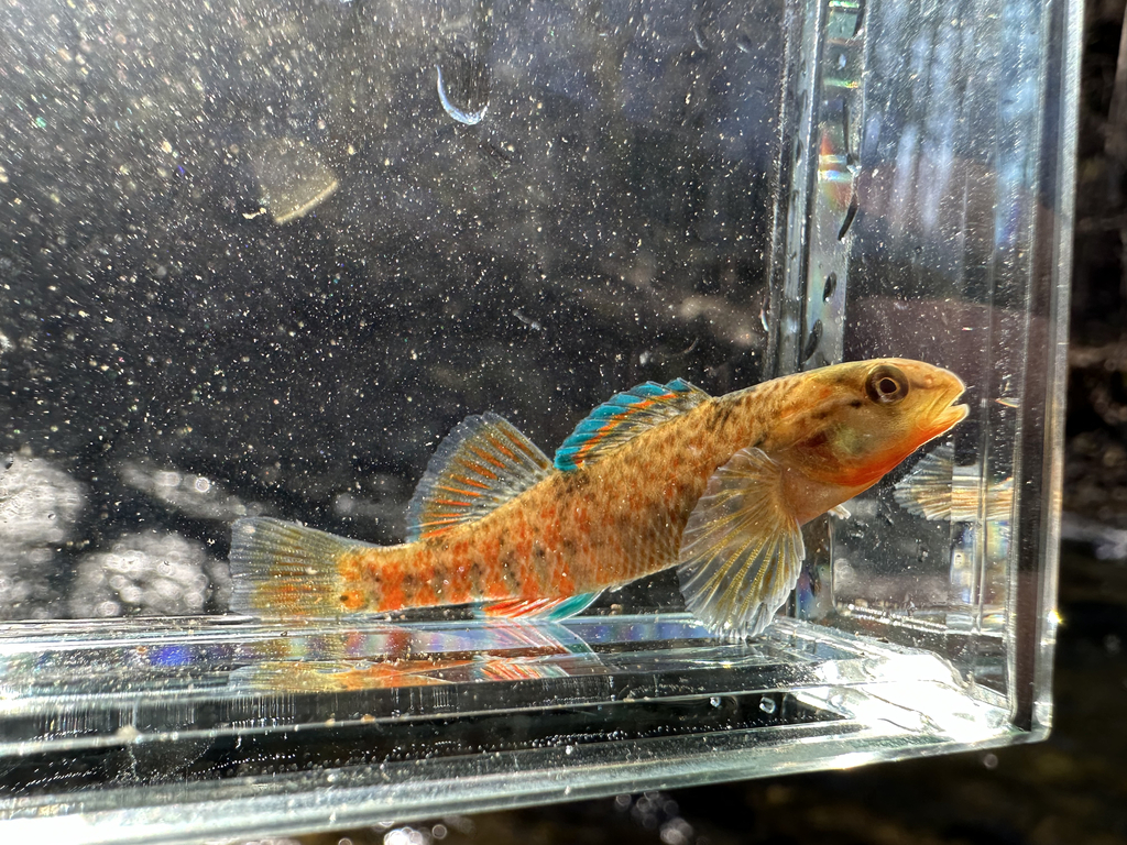 Rainbow Darter from Frederick County, MD, USA on March 25, 2024 at 10: ...