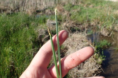 Eleocharis quadrangulata
