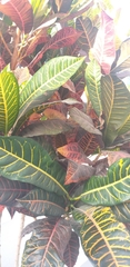 Codiaeum variegatum
