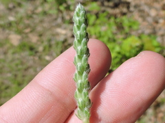 Plantago wrightiana