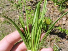Plantago wrightiana