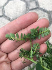 Phyllanthus