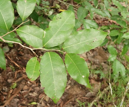 Homalium circumpinnatum, 2024-03-26