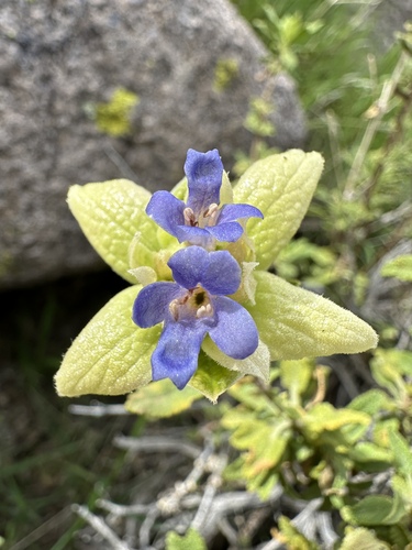 Image of Salvia mohavensis by (c) Matt Berger, some rights reserved (CC BY)