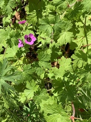 Geranium ocellatum, photograph Stevie Steele, CC BY, iNaturalist via GBIF