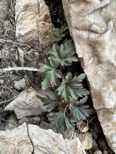 Tuber anemone (Anemone tuberosa)